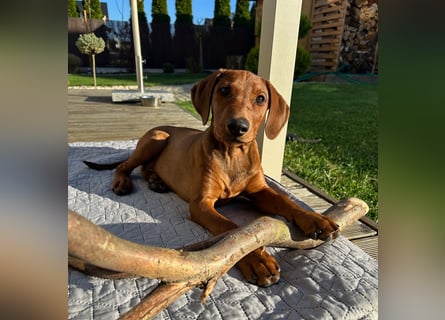 Deutscher Pinscher Welpen aus dem Haus ,,Cava Land" FCI Zucht