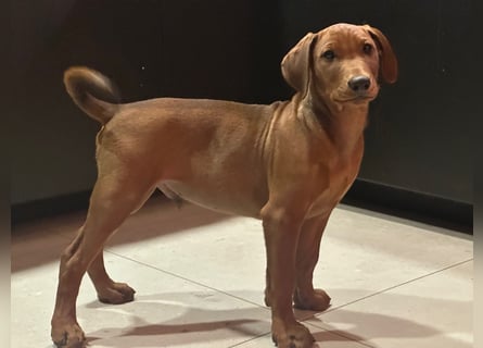 Deutscher Pinscher Welpen aus dem Haus ,,Cava Land" FCI Zucht