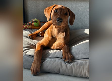 Deutscher Pinscher Welpen aus dem Haus ,,Cava Land" FCI Zucht