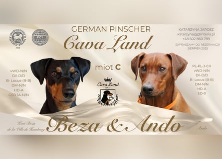 Deutscher Pinscher Welpen aus dem Haus ,,Cava Land" FCI Zucht
