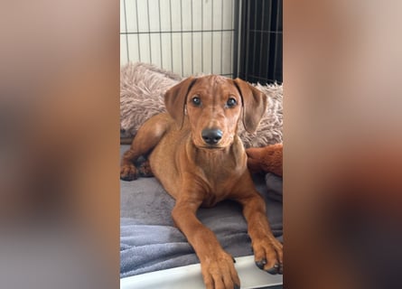 Deutscher Pinscher Welpen aus dem Haus ,,Cava Land" FCI Zucht