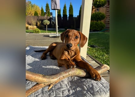 Deutscher Pinscher Welpen aus dem Haus ,,Cava Land" FCI Zucht