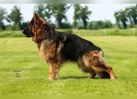 Deutscher Schäferhund