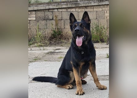 Dt. Dt. Schäferhundwelpen aus 100% DDR-Blutlinien mit roten SV/VDH Papieren.