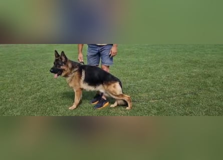 Deckrüde Reinrassiger Deutscher Schäferhund mit Papiere