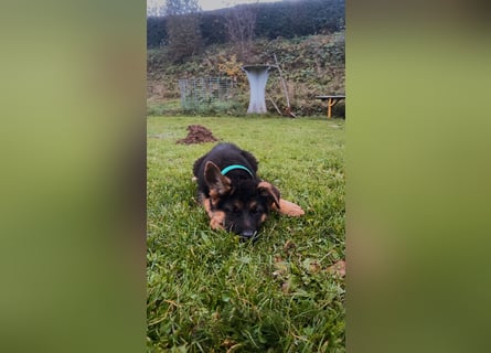 Gypsie und Gil suchen ab sofort ein liebevolles neues Zuhause