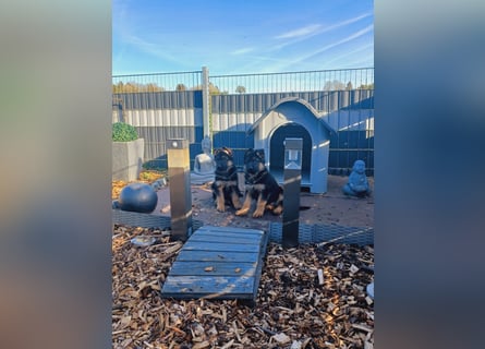 Gypsie und Gil suchen ab sofort ein liebevolles neues Zuhause