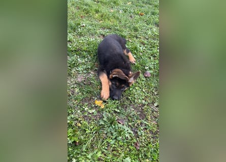 Gypsie und Gil suchen ab sofort ein liebevolles neues Zuhause