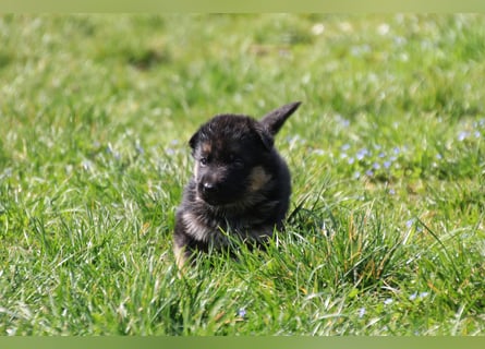 Gypsie und Gil suchen ab sofort ein liebevolles neues Zuhause