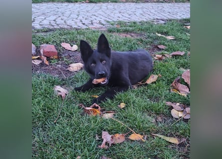 Deutscher Schäferhund Rüde Deutscher Schäferhund Rüde