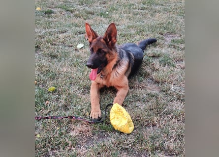 Deutscher Schäferhund Rüde