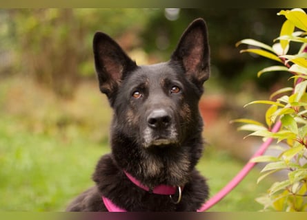 Elisa - braver Goldschatz - Tierhilfe Franken e.V.