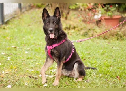 Elisa - braver Goldschatz - Tierhilfe Franken e.V.