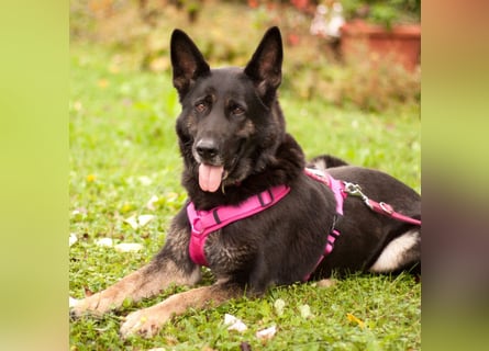Elisa - braver Goldschatz - Tierhilfe Franken e.V.