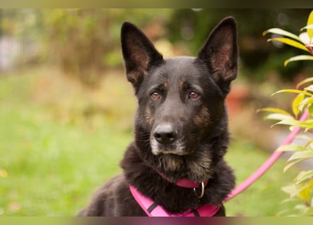Elisa - braver Goldschatz - Tierhilfe Franken e.V.