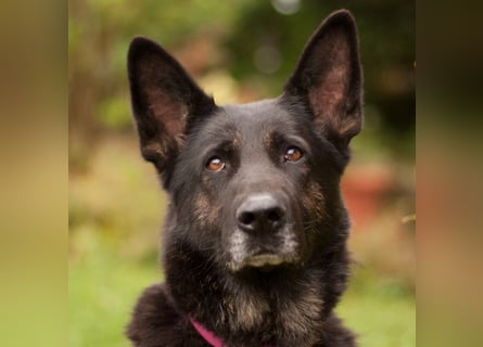 Elisa - braver Goldschatz - Tierhilfe Franken e.V.