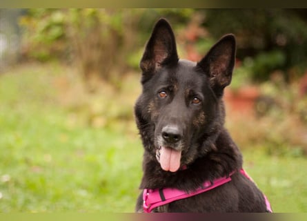 Elisa - braver Goldschatz - Tierhilfe Franken e.V.