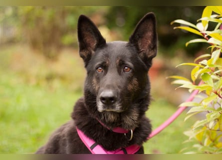 Elisa - braver Goldschatz - Tierhilfe Franken e.V.