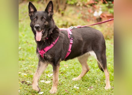 Elisa - braver Goldschatz - Tierhilfe Franken e.V.