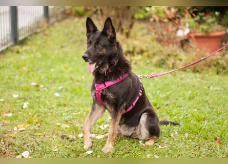 Elisa - braver Goldschatz - Tierhilfe Franken e.V.