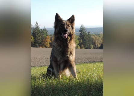 Deutsche Schäferhund Welpen Langstockhaar m.P. gerader Rücken
