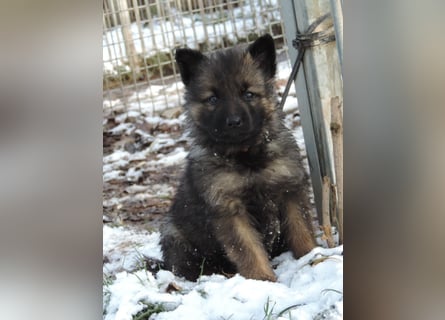 Deutsche Schäferhund Welpen Langstockhaar m.P. gerader Rücken