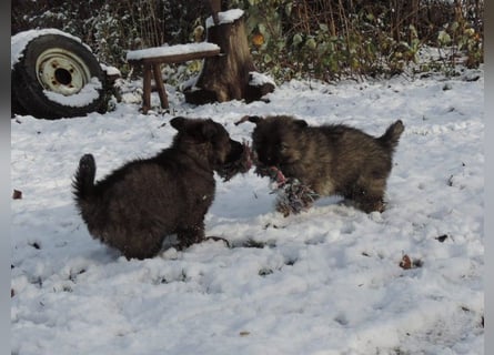 Deutsche Schäferhund Welpen Langstockhaar m.P. gerader Rücken