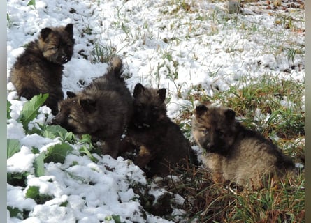 Deutsche Schäferhund Welpen Langstockhaar m.P. gerader Rücken