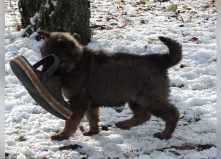 Deutsche Schäferhund Welpen Langstockhaar m.P. gerader Rücken