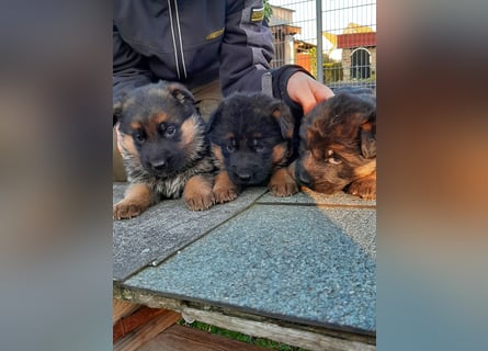 DSH-Welpen zu verkaufen