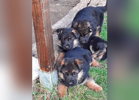 DSH-Welpen zu verkaufen