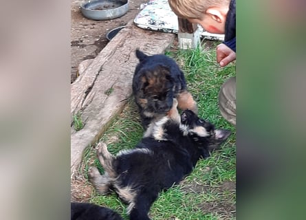 DSH-Welpen zu verkaufen