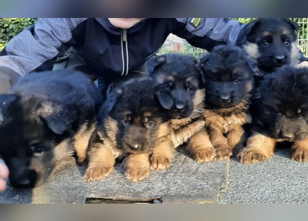 DSH-Welpen zu verkaufen