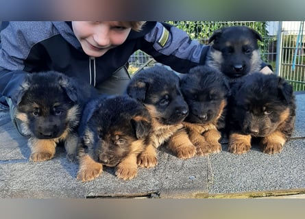 DSH-Welpen zu verkaufen