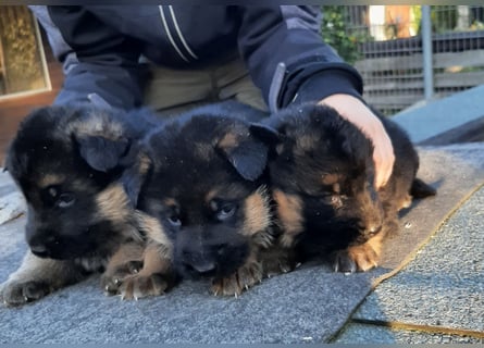 DSH-Welpen zu verkaufen