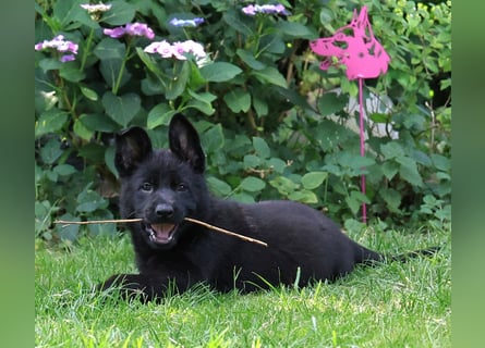 Schäferhund, Welpen, gerader Rücken, SV Papiere