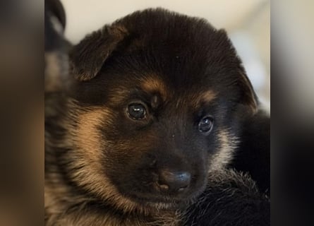Schäferhund Welpen mit SV Ahnentafel  (SV VDH Zucht)
