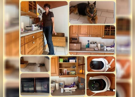 Schäferhund Welpen mit SV Ahnentafel  (SV VDH Zucht)