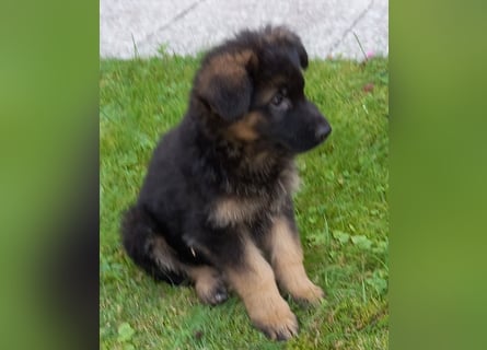 Schäferhund-Welpen 1 Rüde, 8 Hündinnen zu verkaufen