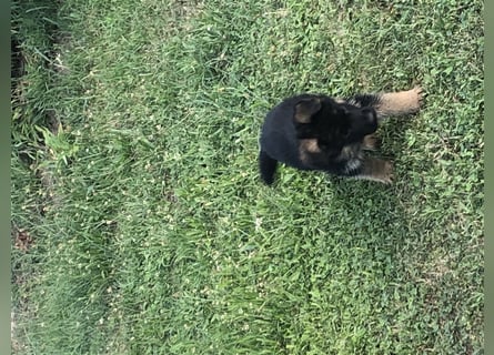 Schäferhundewelpen 4 Rüden