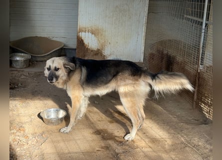 PITI - toller Schäferhund Mix