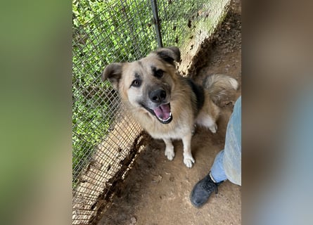 PITI - toller Schäferhund Mix