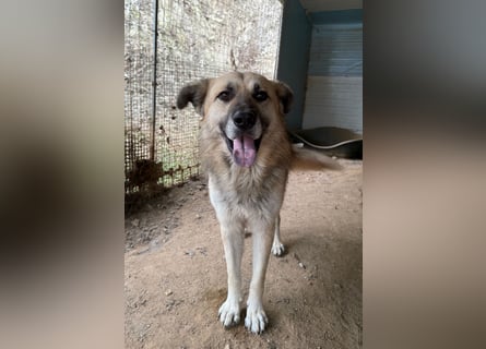 PITI - toller Schäferhund Mix