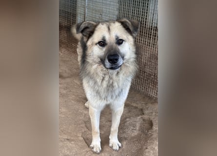 PITI - toller Schäferhund Mix