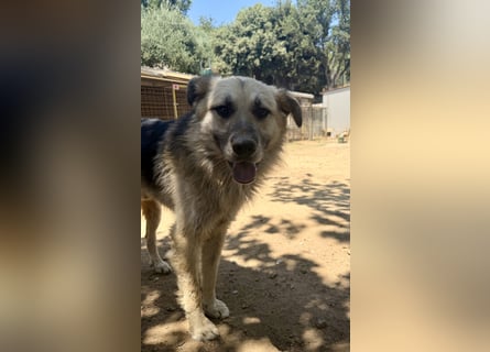 PITI - toller Schäferhund Mix