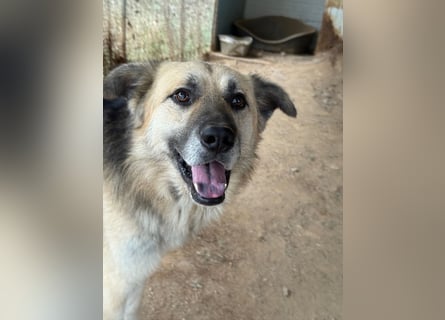 PITI - toller Schäferhund Mix