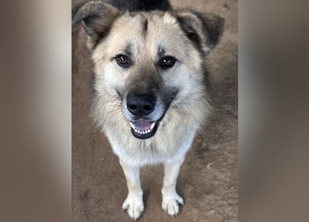 PITI - toller Schäferhund Mix