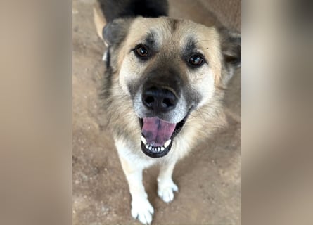 PITI - toller Schäferhund Mix