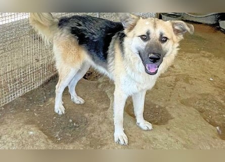 PITI - toller Schäferhund Mix