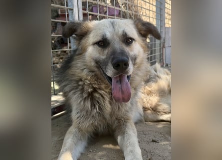 PITI - toller Schäferhund Mix